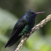 Blue-chinned Sapphire